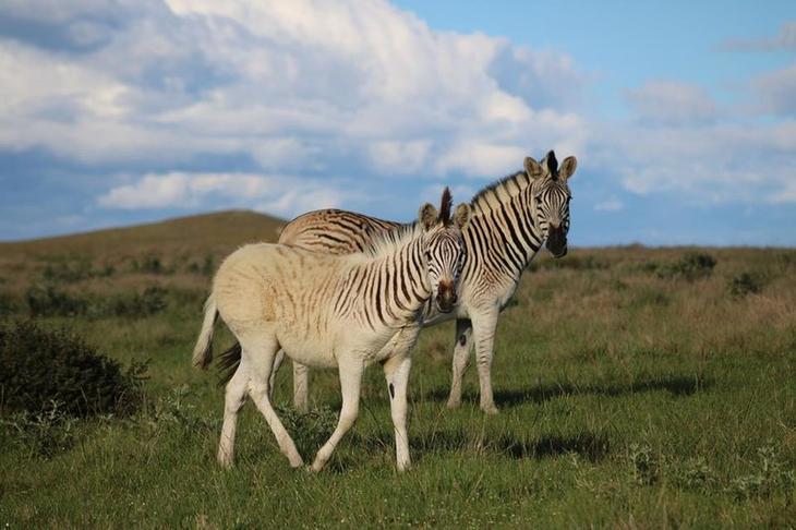 10 животных, которые вымерли благодаря нам за последние 150 лет