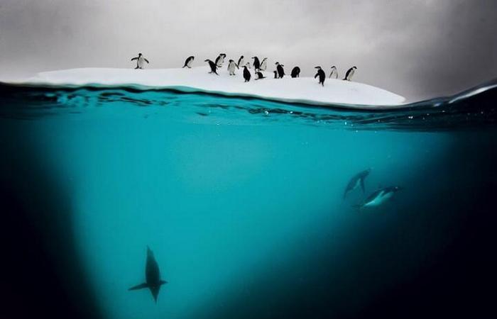 20 невероятных фактов об Антарктиде, которые знают немногие