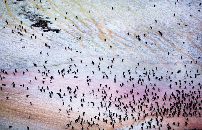 20 невероятных фактов об Антарктиде, которые знают немногие