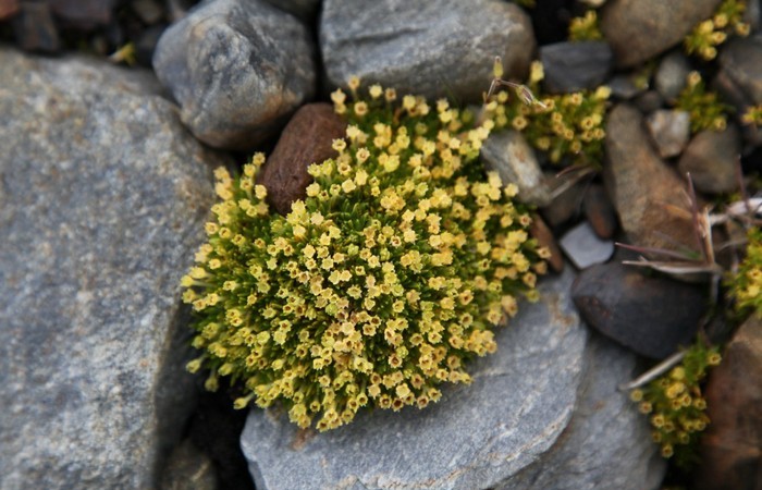 20 невероятных фактов об Антарктиде, которые знают немногие