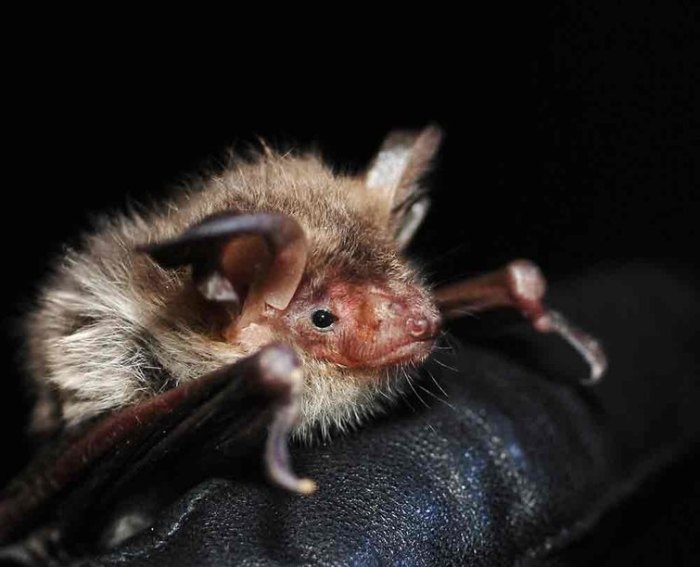 8 мифов, которые были опровергнуты, но по-прежнему бытуют в обществе