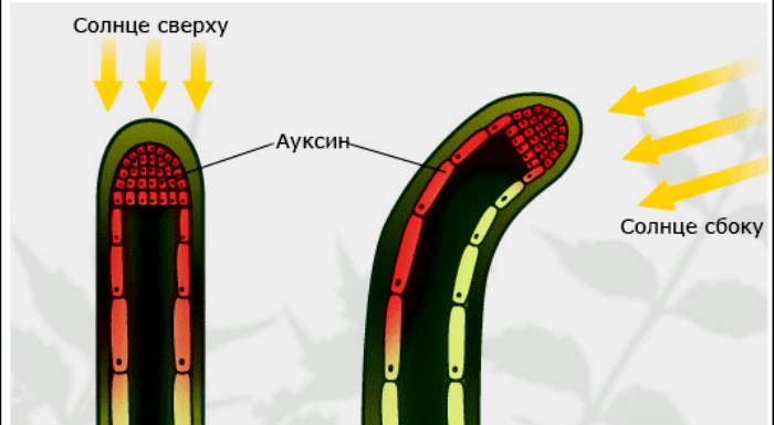 8 мифов, которые были опровергнуты, но по-прежнему бытуют в обществе