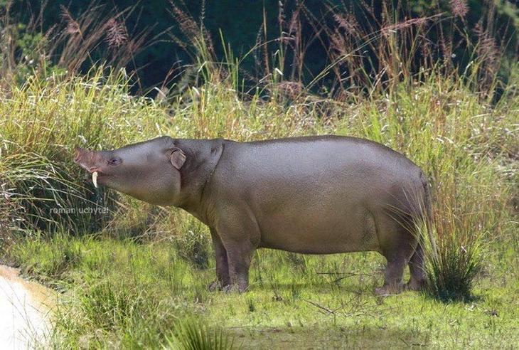 Доисторические животные