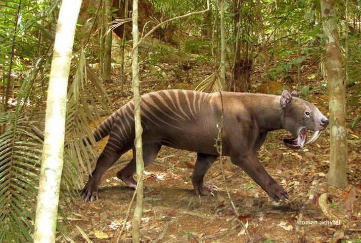 Доисторические животные