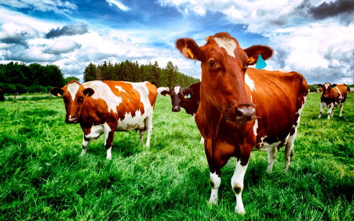 Креативные налоги: 15 странных источников пополнения бюджета со всего мира