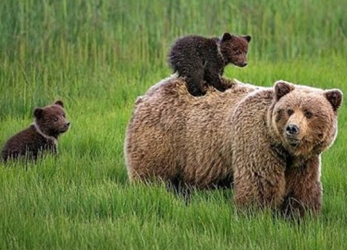 Медведь, Гагарин и цирк: 10 культурных брендов, которые воспринимаются неотделимо от России