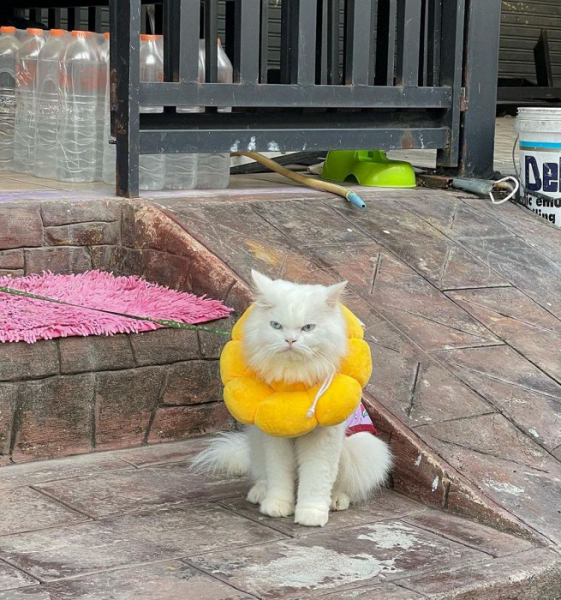 «Мы ни разу не увидели на улицах грязь»: восторженный отзыв об альтернативном Таиланде