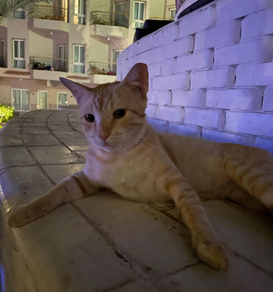 «Никакого ощущения старой бабушкиной квартиры»: отзыв о добротном отеле в Хургаде