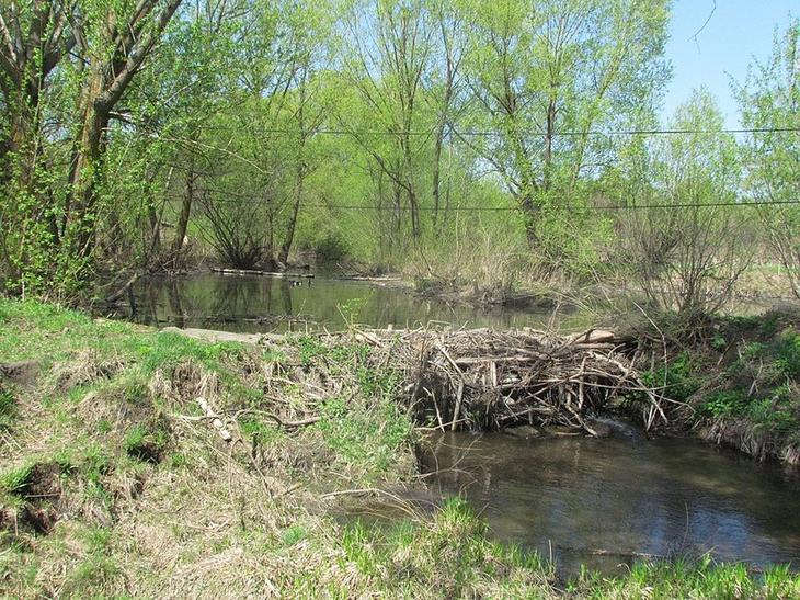 Самострой: 7 фантастических архитекторов животного мира