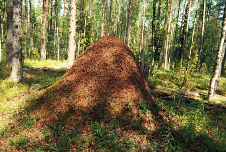 Самострой: 7 фантастических архитекторов животного мира