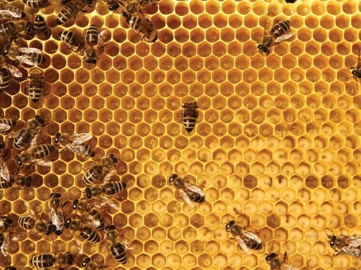 Самострой: 7 фантастических архитекторов животного мира