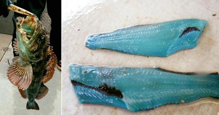 12 удивительных созданий природы, о которых вы точно не слышали. Если, конечно, вы не биолог