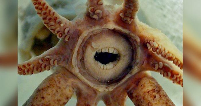 12 удивительных созданий природы, о которых вы точно не слышали. Если, конечно, вы не биолог