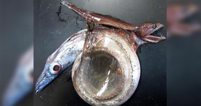 12 удивительных созданий природы, о которых вы точно не слышали. Если, конечно, вы не биолог