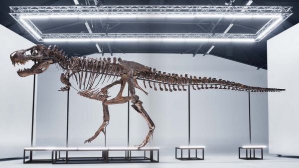 В Швейцарии на торги выставлен полный скелет самого известного динозавра Tirannosaurus Rex