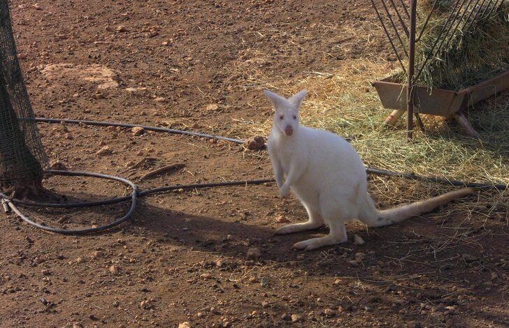 Достопримечательности Пафоса