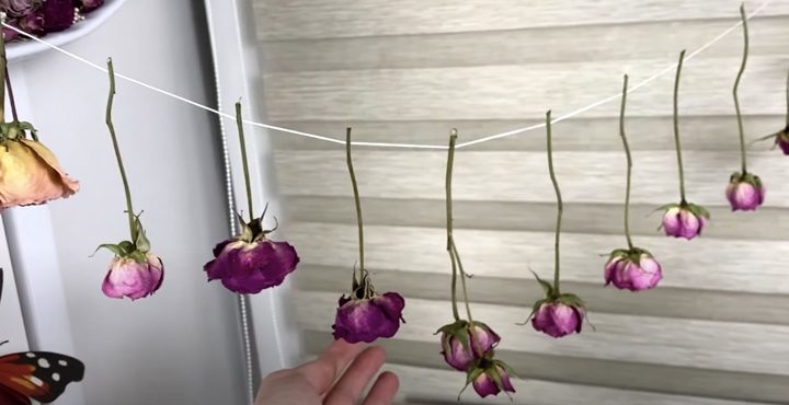 Как засушить цветы для творчества