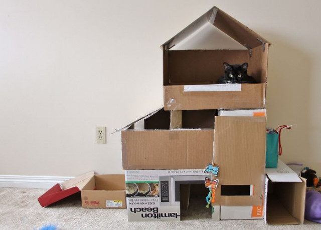 Кошачьи картонные замки и крепости