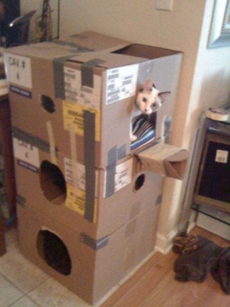 Кошачьи картонные замки и крепости