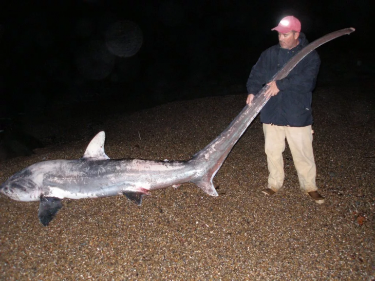 Лисья акула: смертоносная рыба-миляга