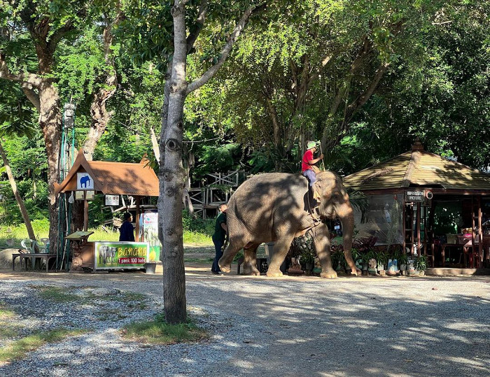 Навязчивые секс-услуги, жестокое обращение с животными и потрясающая кухня: отзыв о Паттайе