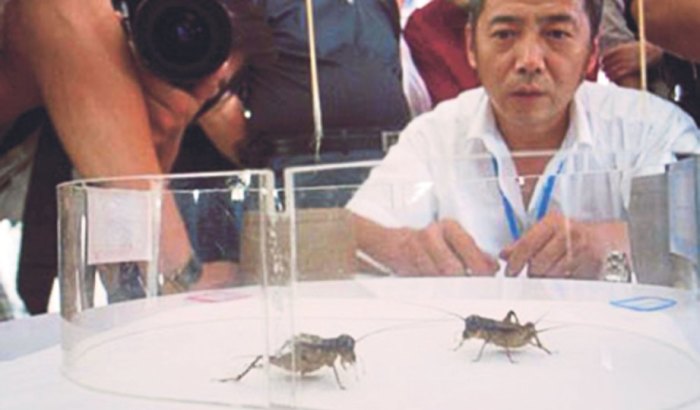 Сердитые полицейские гуси, туалетная бумага для королей и другие факты о Китае, которые будут европейцам в диковинку