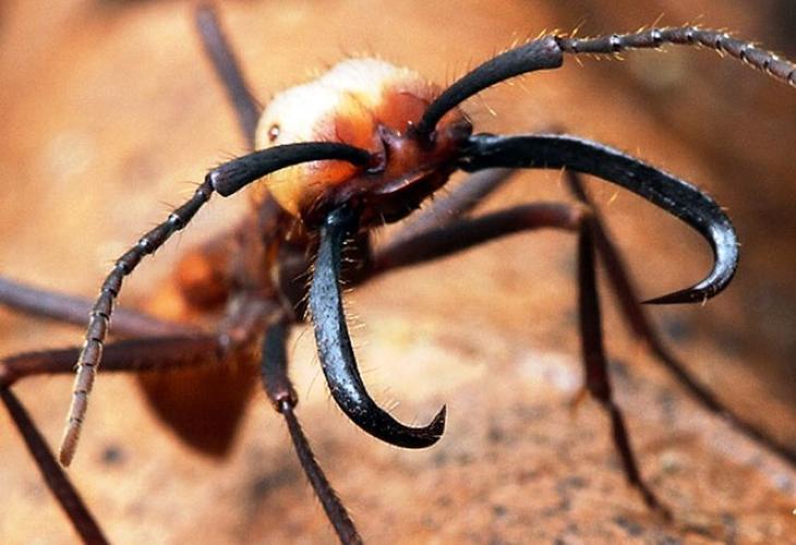25 удивительных фактов про муравьёв