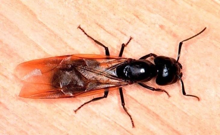 25 удивительных фактов про муравьёв