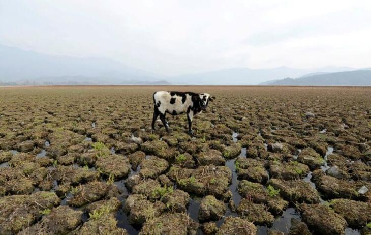 Как растениям удаётся выживать в засуху