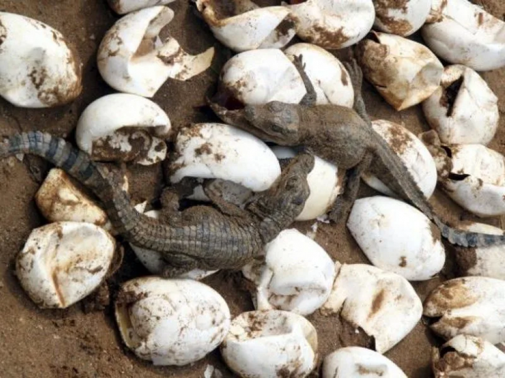 Кукушки от мира рептилий: зачем черепахи подкладывают свои яйца в крокодильи гнёзда?