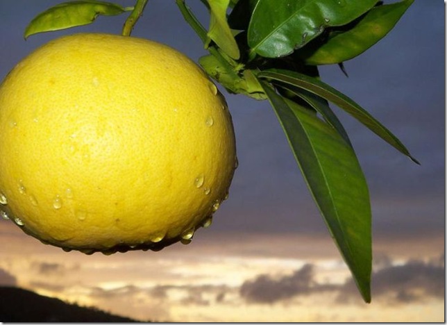 Об экзотических фруктах, которые можно найти на наших прилавках