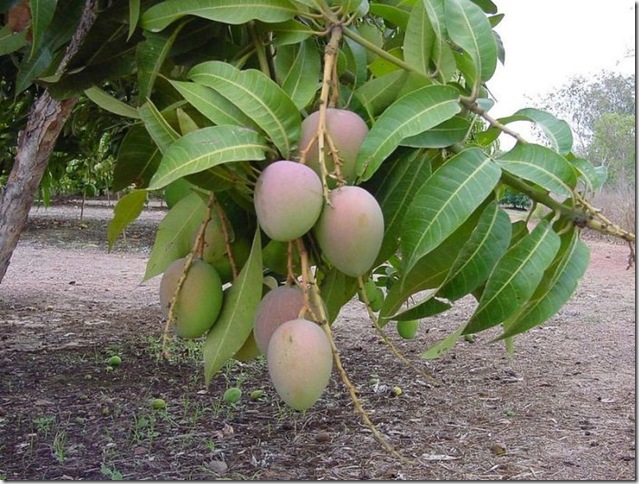 Об экзотических фруктах, которые можно найти на наших прилавках