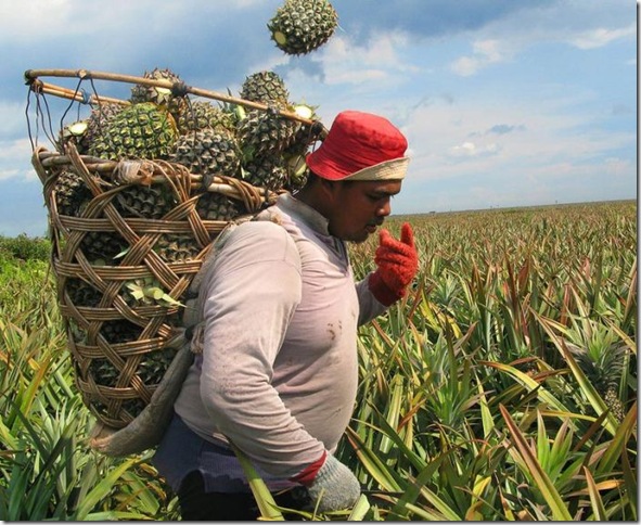 Об экзотических фруктах, которые можно найти на наших прилавках