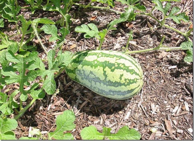 Об экзотических фруктах, которые можно найти на наших прилавках