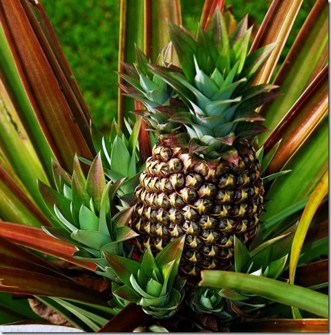 Об экзотических фруктах, которые можно найти на наших прилавках