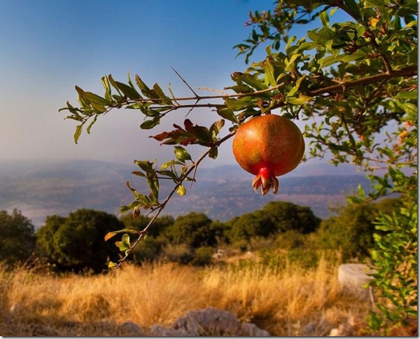 Об экзотических фруктах, которые можно найти на наших прилавках
