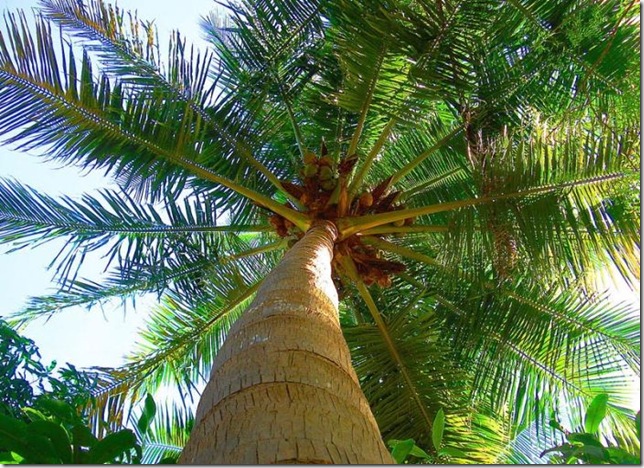 Об экзотических фруктах, которые можно найти на наших прилавках