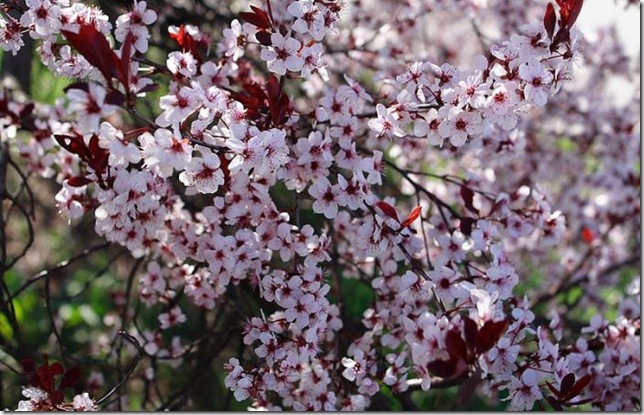 Об экзотических фруктах, которые можно найти на наших прилавках