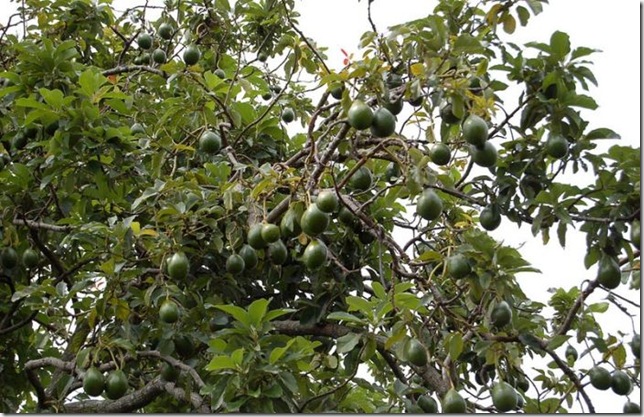 Об экзотических фруктах, которые можно найти на наших прилавках