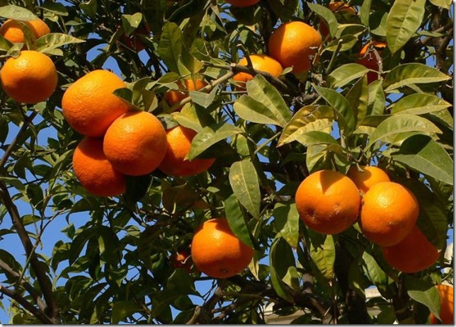 Об экзотических фруктах, которые можно найти на наших прилавках