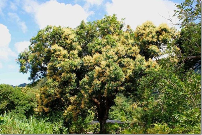 Об экзотических фруктах, которые можно найти на наших прилавках