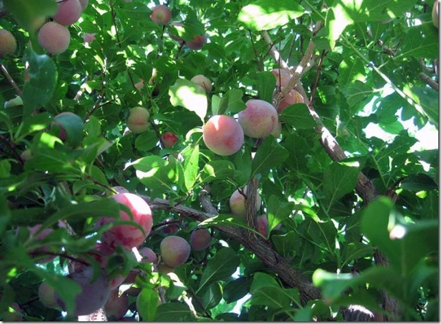 Об экзотических фруктах, которые можно найти на наших прилавках