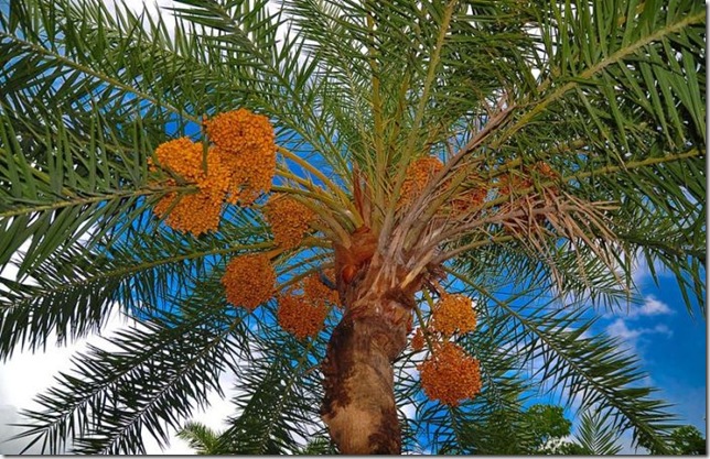 Об экзотических фруктах, которые можно найти на наших прилавках