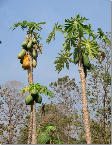 Об экзотических фруктах, которые можно найти на наших прилавках