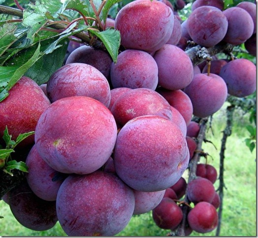 Об экзотических фруктах, которые можно найти на наших прилавках