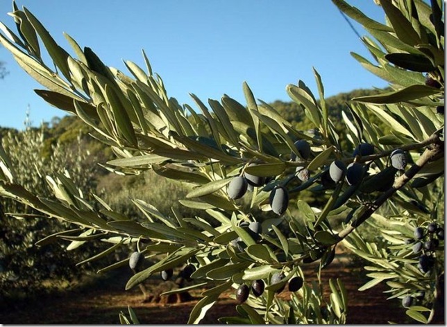 Об экзотических фруктах, которые можно найти на наших прилавках