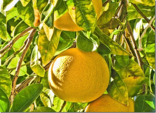 Об экзотических фруктах, которые можно найти на наших прилавках