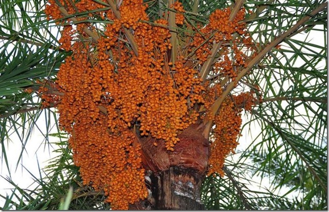 Об экзотических фруктах, которые можно найти на наших прилавках