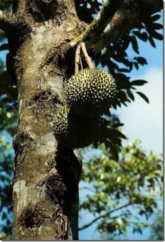 Об экзотических фруктах, которые можно найти на наших прилавках