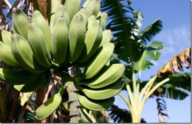 Об экзотических фруктах, которые можно найти на наших прилавках